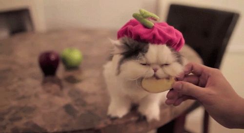 Cat 1
