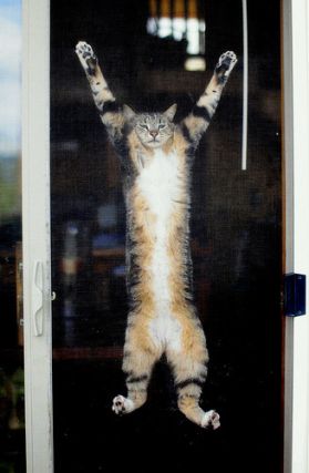 Cat 1