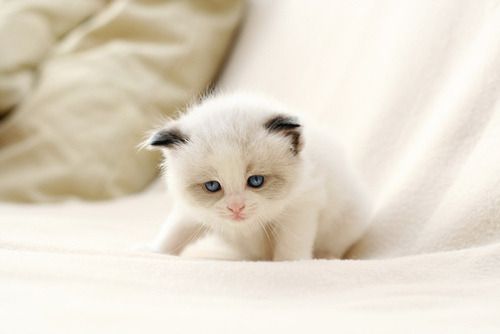 Cat 1