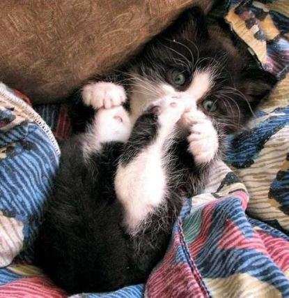 Cat 7