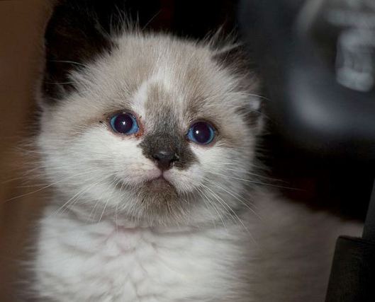 Cat 1