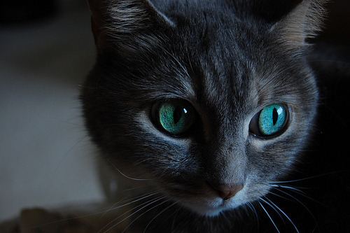 Cat 5