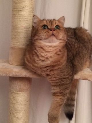 Cat 4