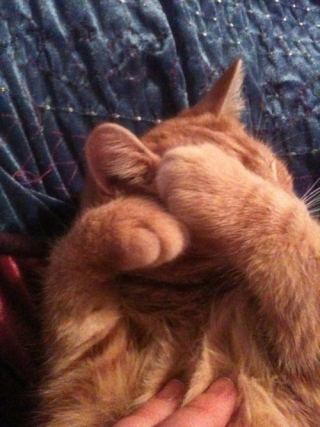 Cat 1