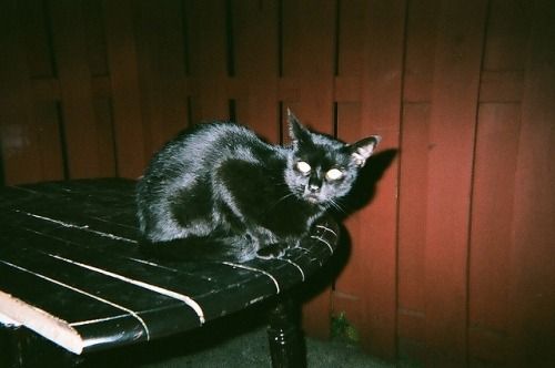 Cat 1