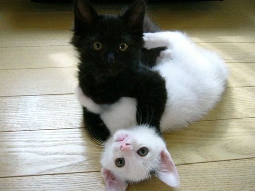 Cat 1