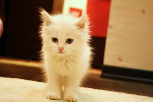 Cat 1