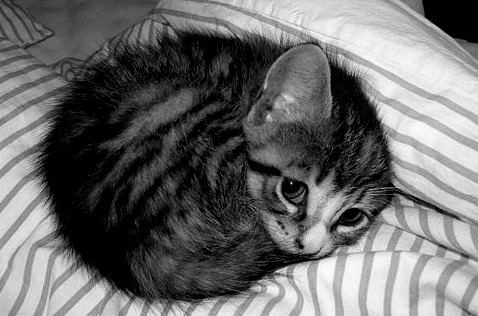 Cat 3