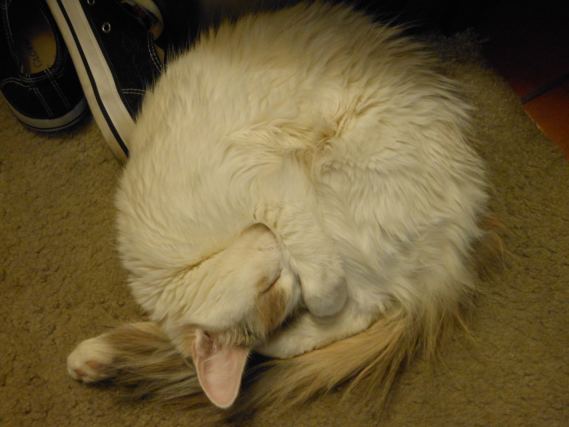 Cat 2