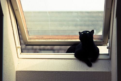 Cat 8