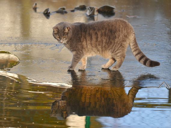 Cat 8
