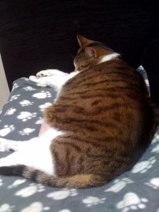 Cat 9