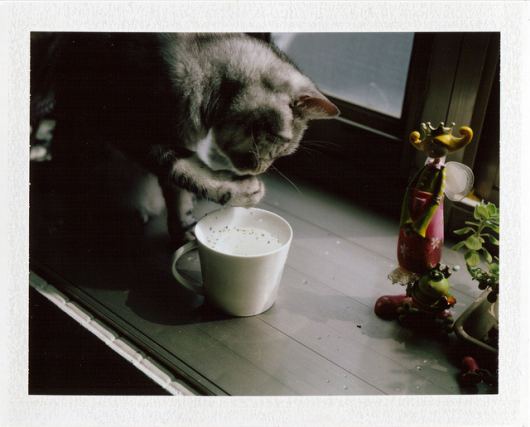 Cat 8