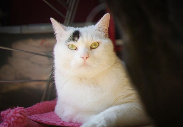 Cat 1