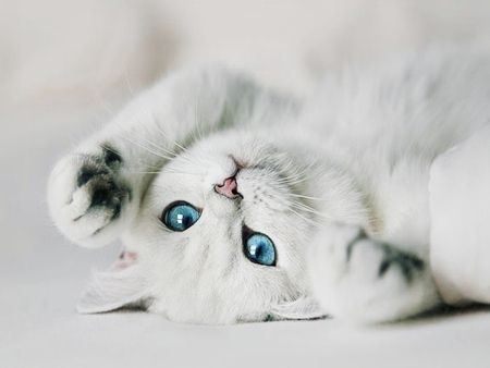 Cat 3