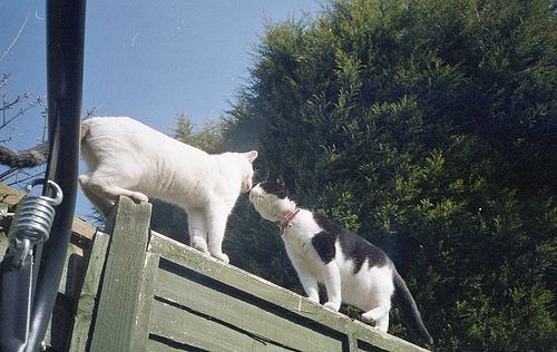 Cat 4