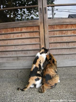 Cat 4
