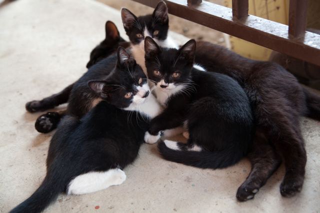 Cat 9