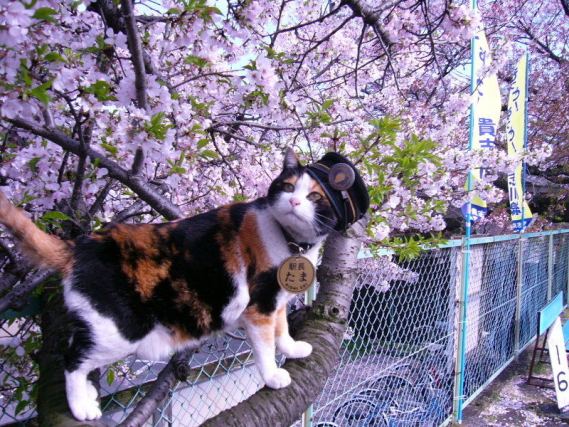 Cat 7