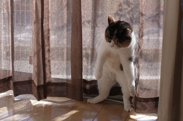 Cat 1