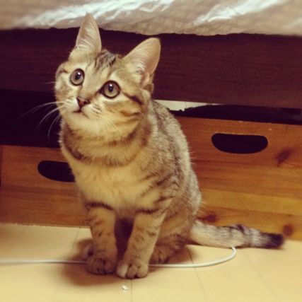 Cat 1