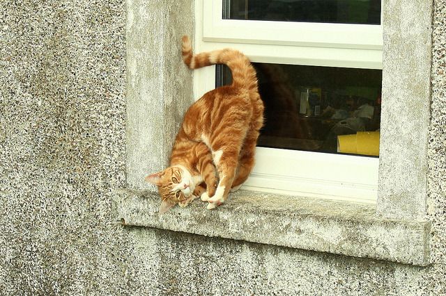 Cat 1