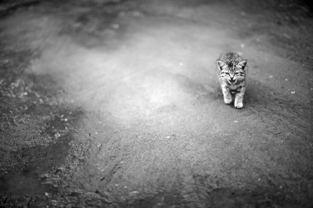 Cat 1