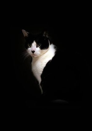 Cat 1