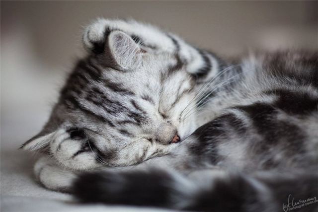 Cat 5