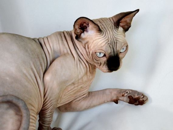 Cat 2
