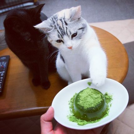 Cat 1
