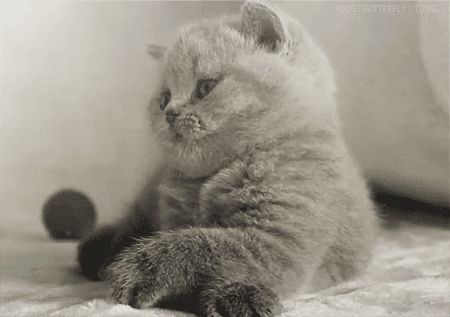 Cat 1