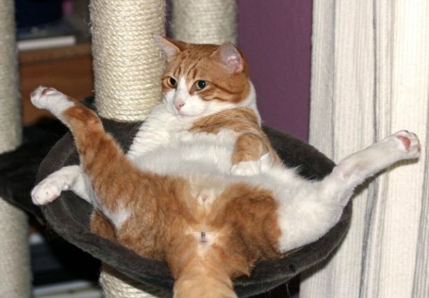 Cat 1