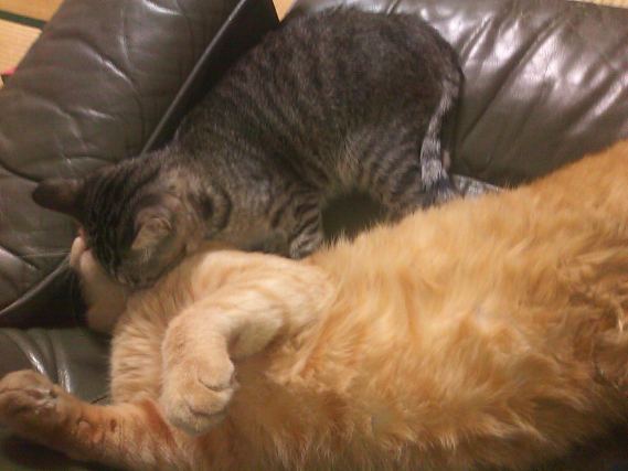 Cat 1