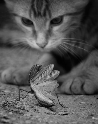 Cat 1