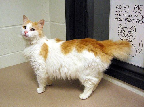 Cat 1