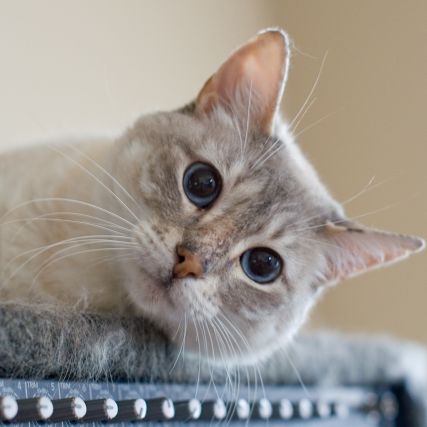 Cat 1