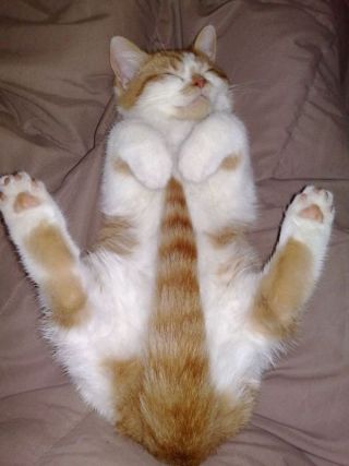Cat 1
