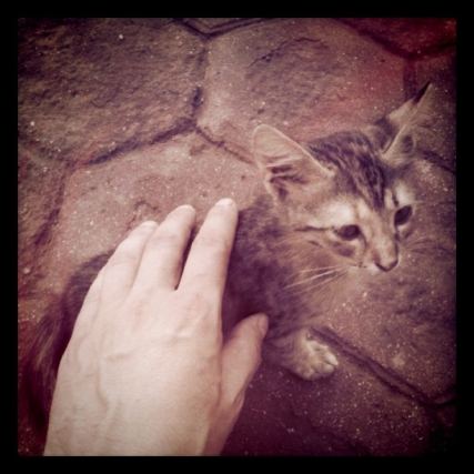 Cat 1