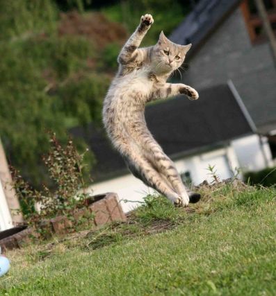 Cat 1