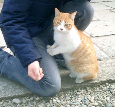 Cat 1