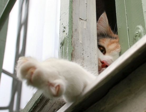 Cat 1