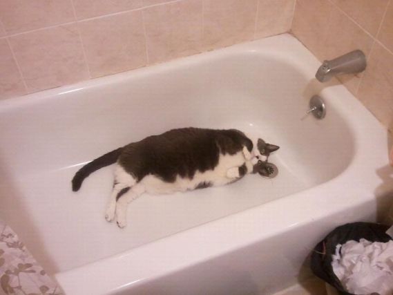 Cat 1