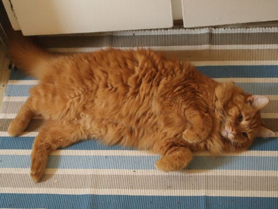 Cat 1