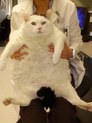 Cat 1