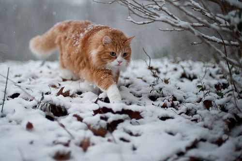 Cat 1