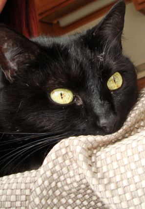 Cat 1