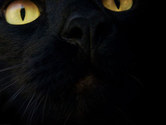 Cat 10
