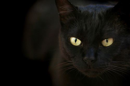 Cat 2
