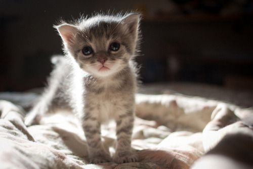 Cat 1